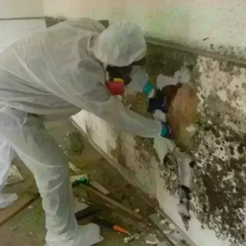 Mold Remediation and Removal in Columbia, NC